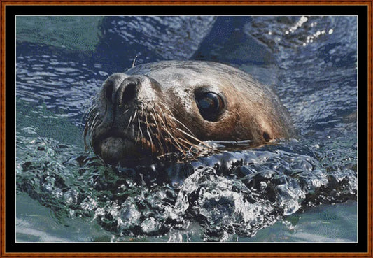 Looking At You - Sea Lion  