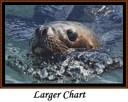 Looking At You - Sea Lion  