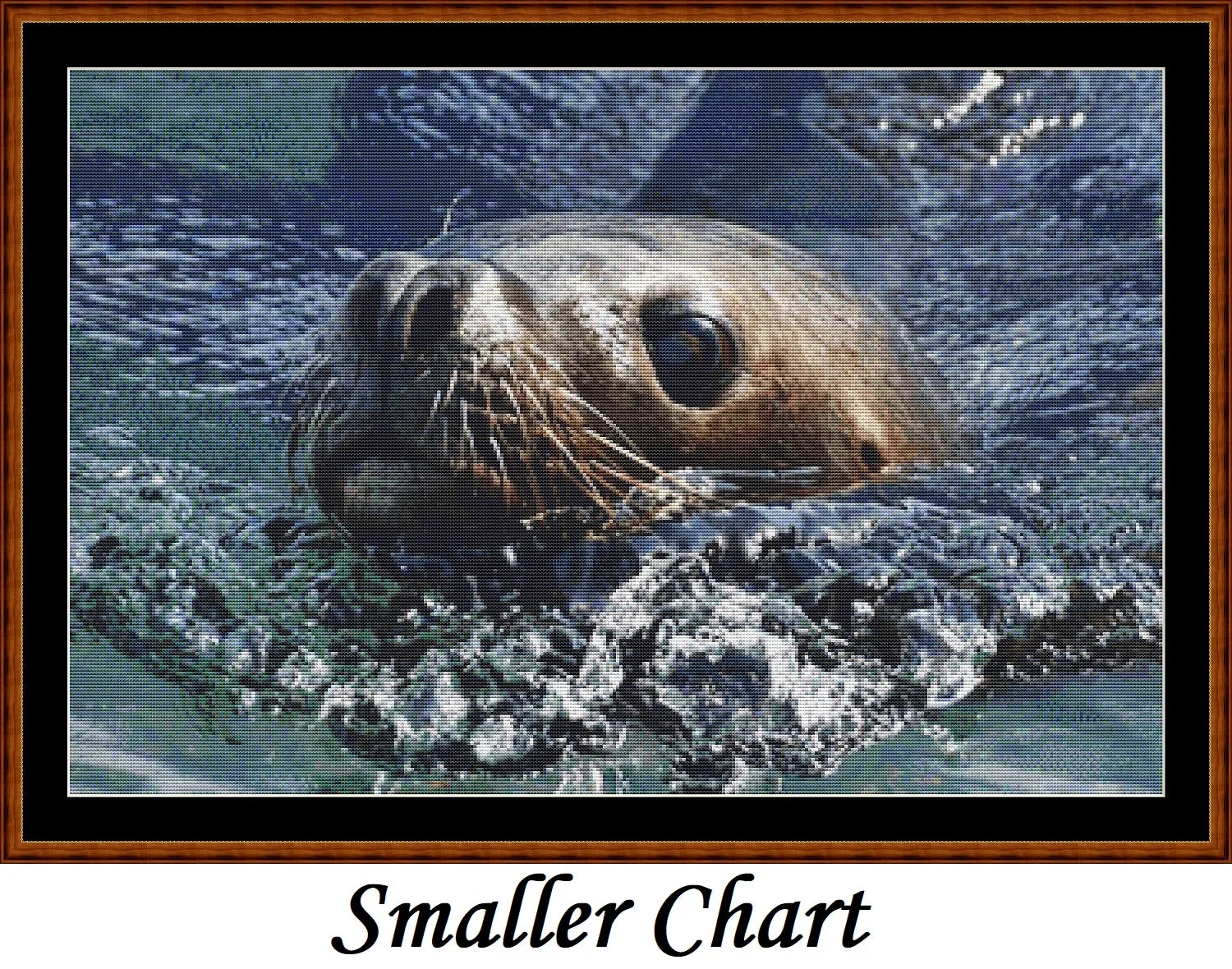 Looking At You - Sea Lion  