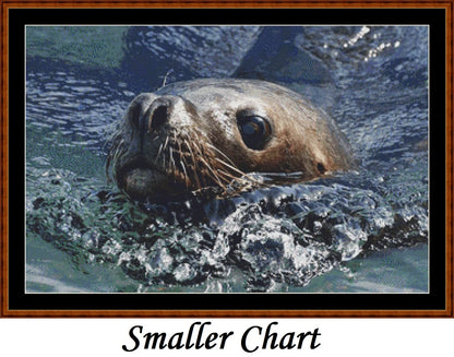 Looking At You - Sea Lion  