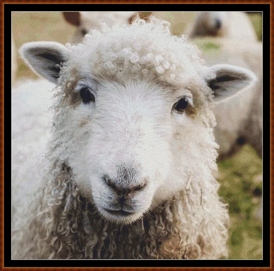 Looking At You - Sheep  
