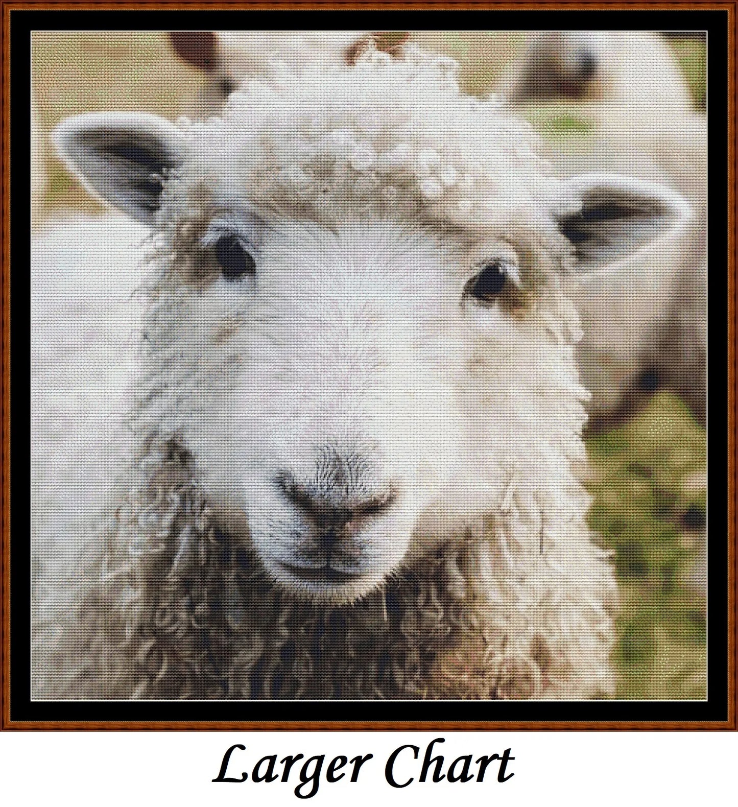 Looking At You - Sheep  