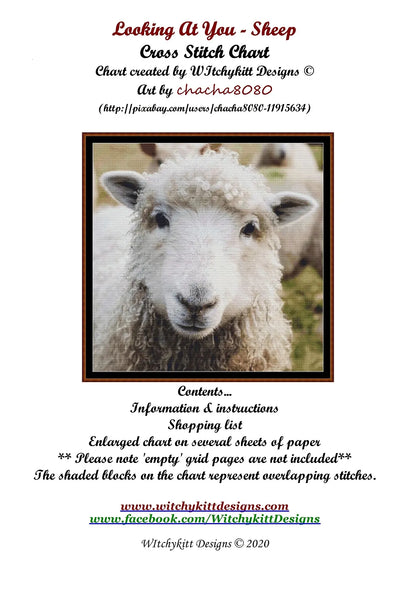 Looking At You - Sheep  