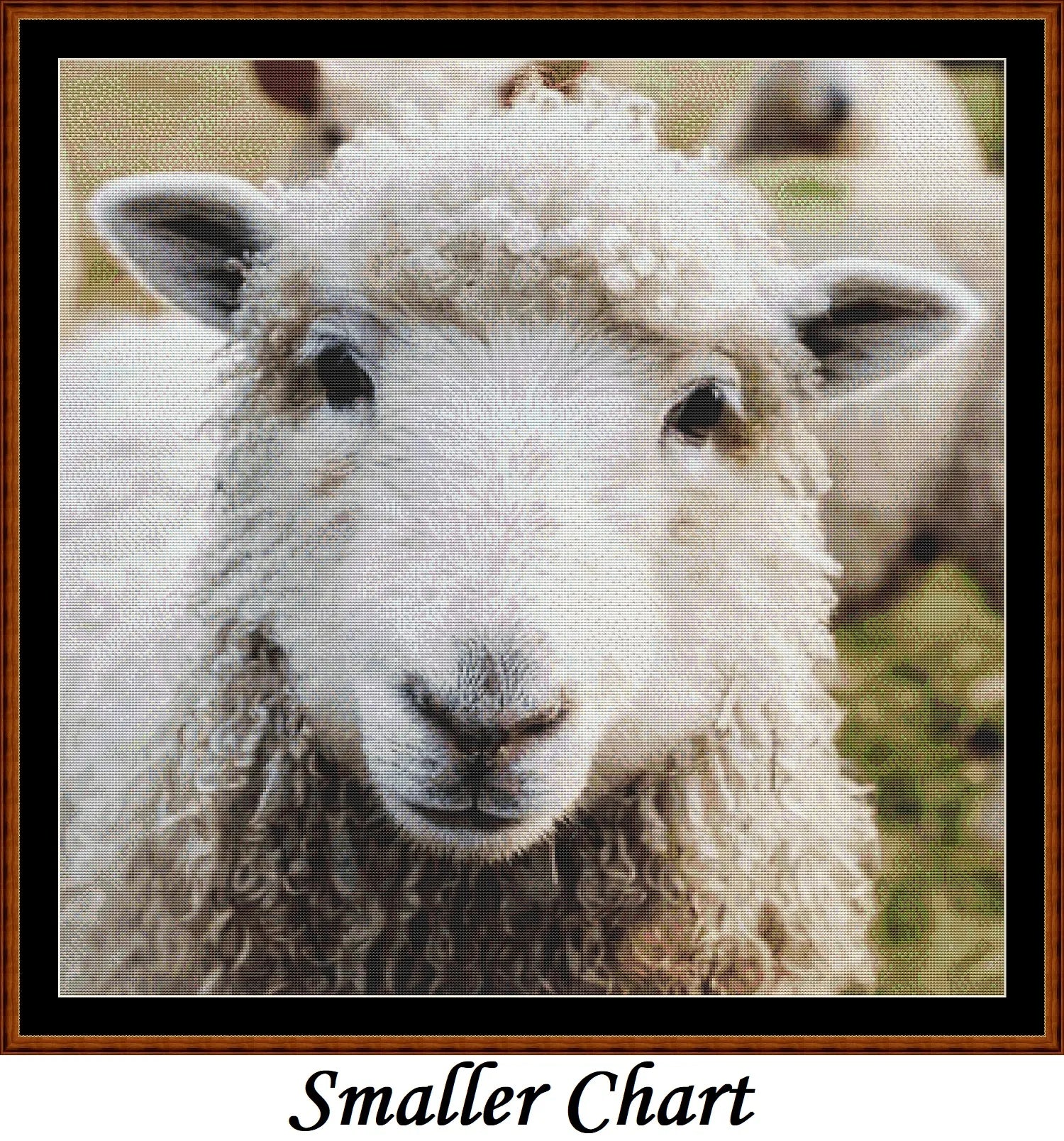 Looking At You - Sheep  