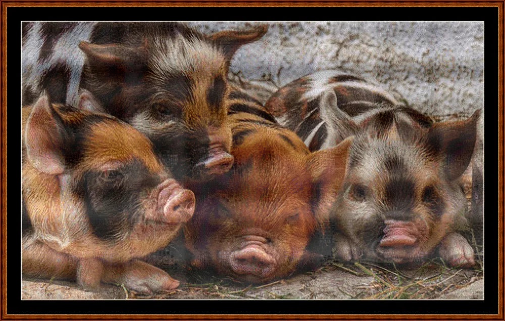 Baby Animals - Piglets  