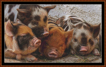 Baby Animals - Piglets  