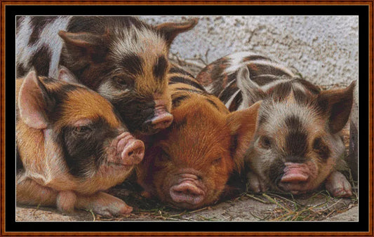 Baby Animals - Piglets  