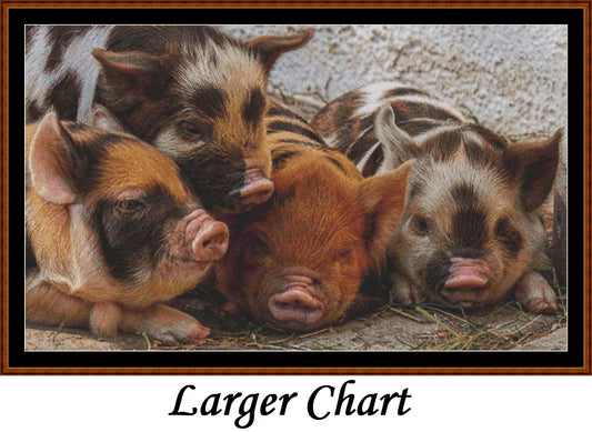 Baby Animals - Piglets  