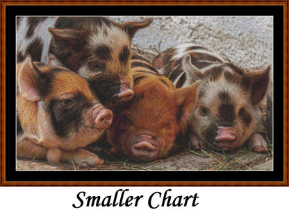 Baby Animals - Piglets  