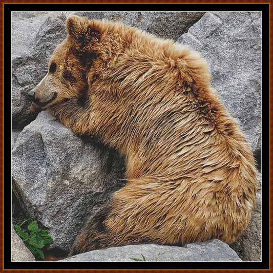 Bear Nap  