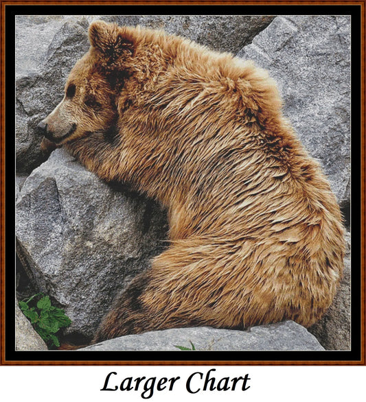 Bear Nap  