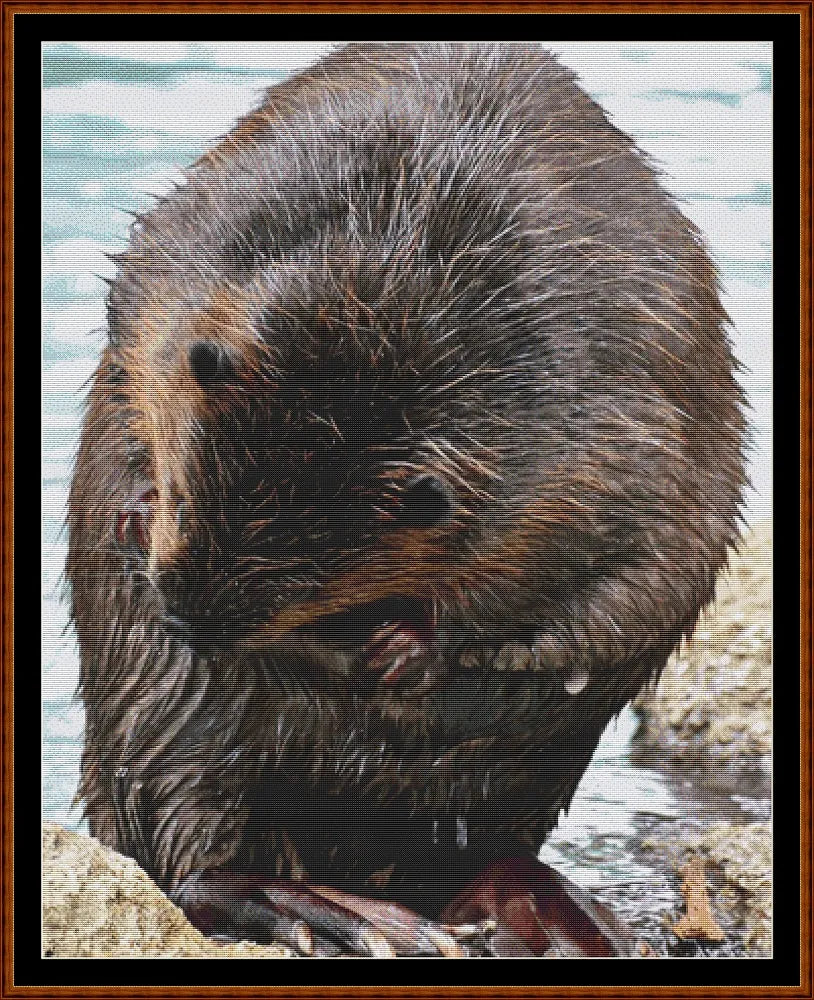Beaver