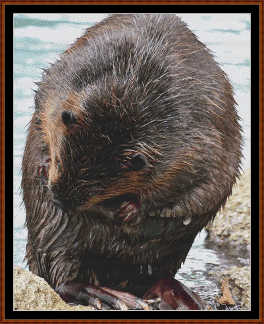 Beaver