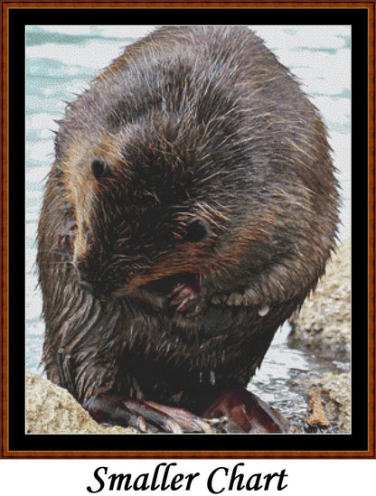 Beaver