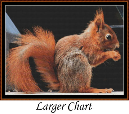 Red Squirrel
