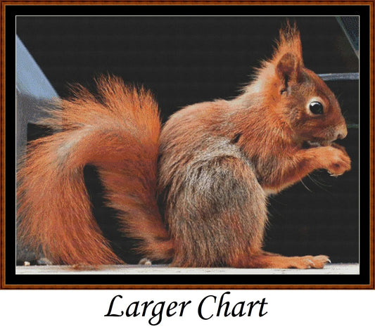 Red Squirrel