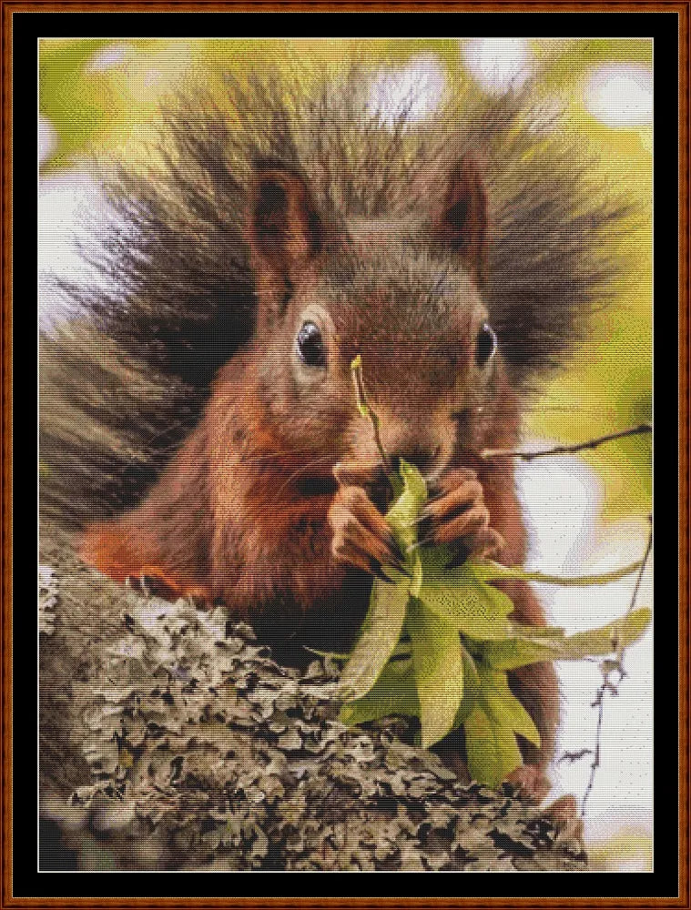 Looking At You - Red Squirrel