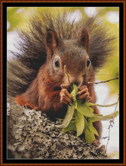 Looking At You - Red Squirrel