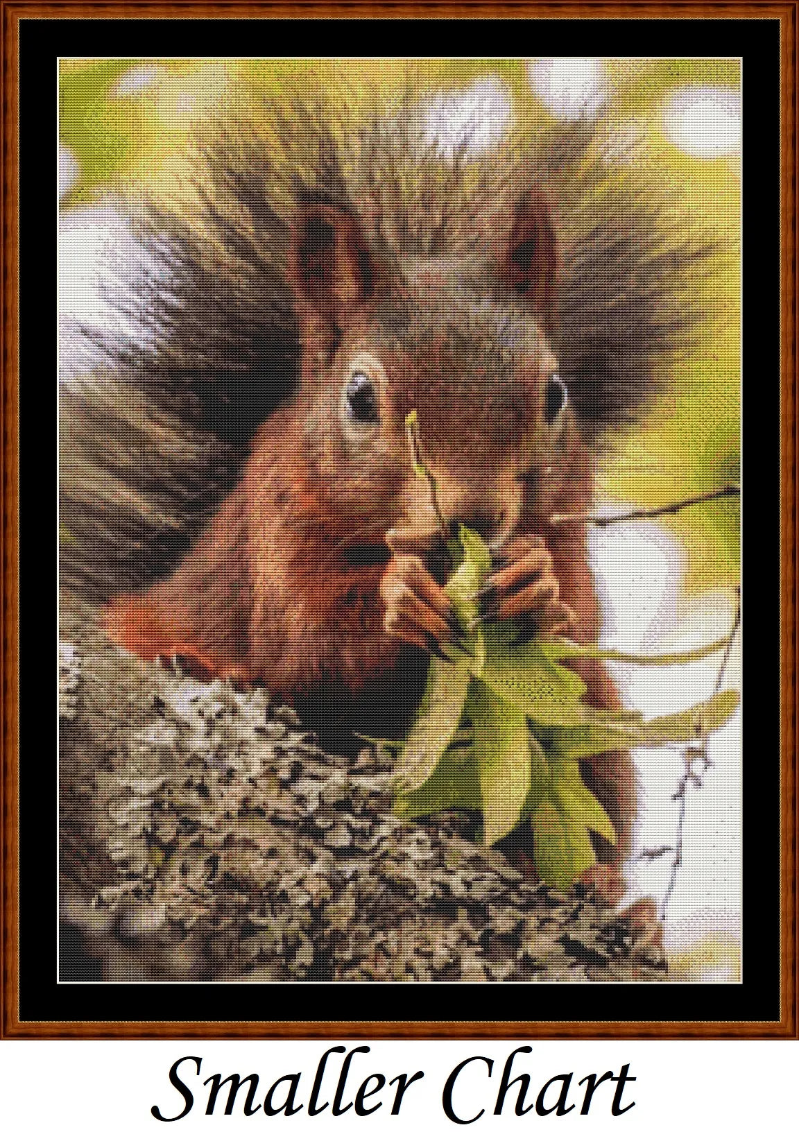 Looking At You - Red Squirrel