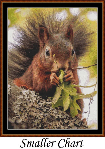 Looking At You - Red Squirrel