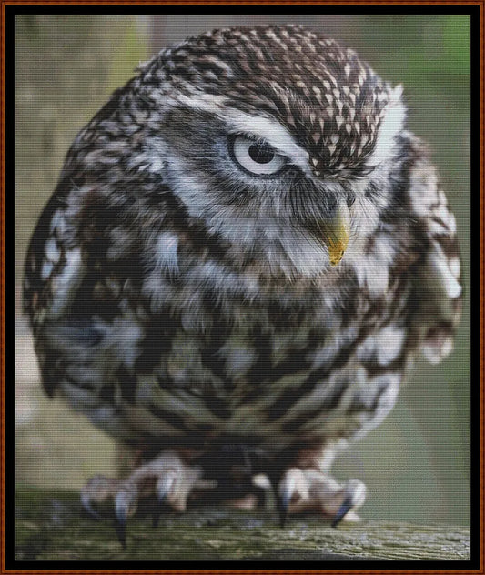 Angry Owl cross stitch patterns are a little owl design created from art by Paul Edney (ebor) under Public Domain CC0 license