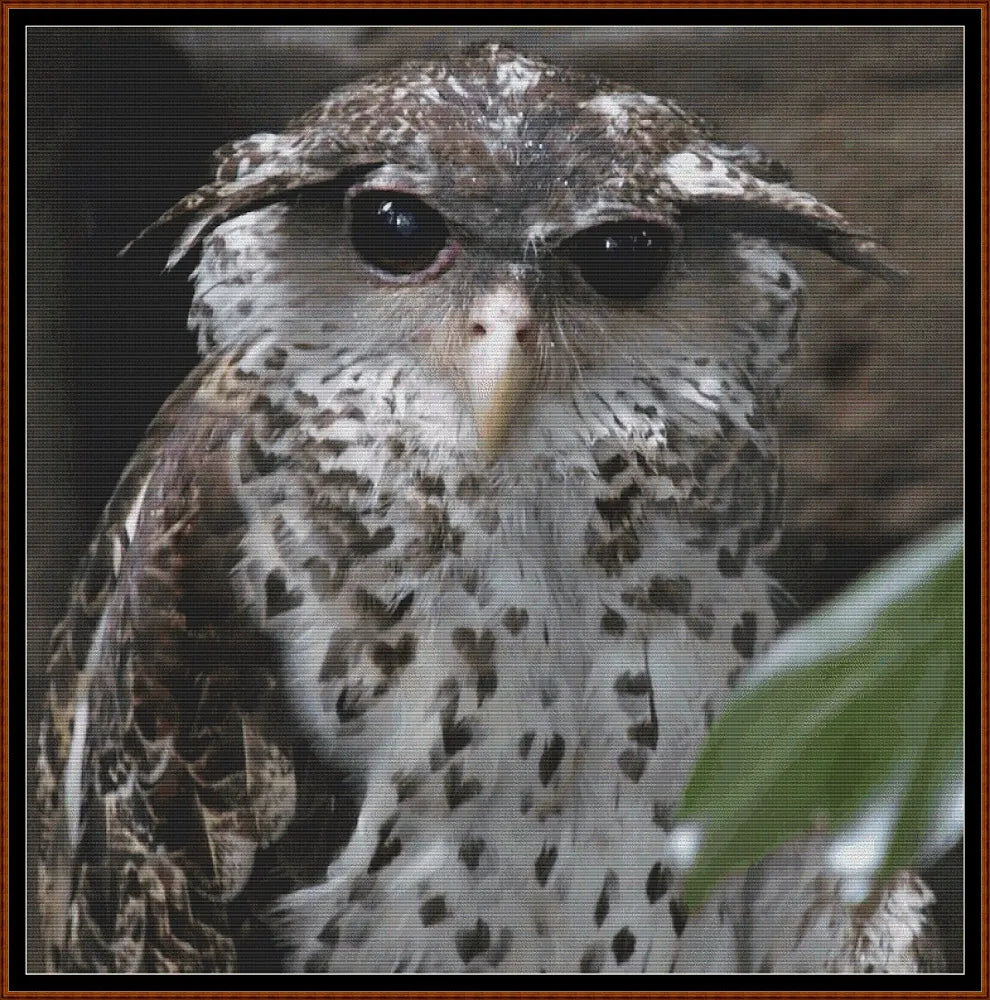 Inquisitive Owl