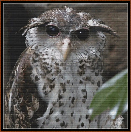 Inquisitive Owl