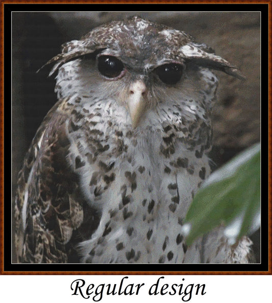 Inquisitive Owl