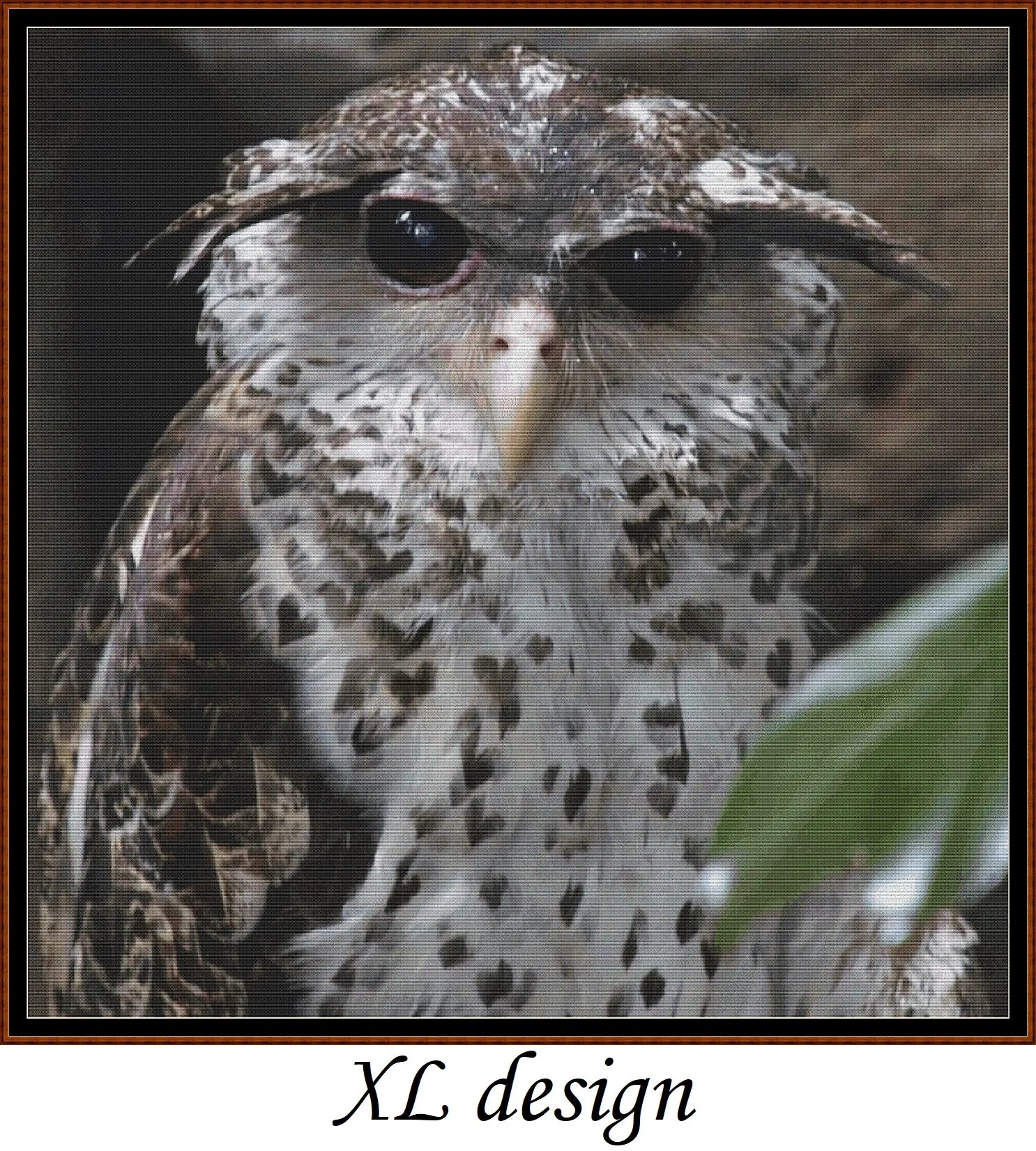 Inquisitive Owl
