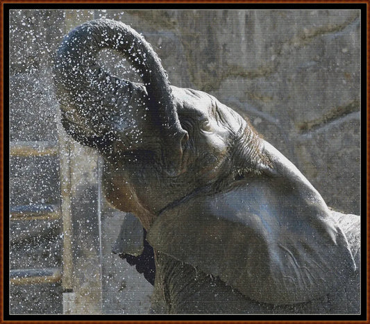 Elephant Shower