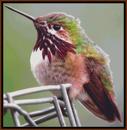 Hummingbird - Calliope