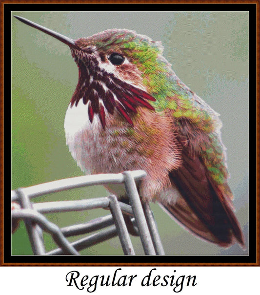 Hummingbird - Calliope