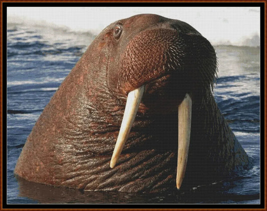 Water Creatures - Walrus