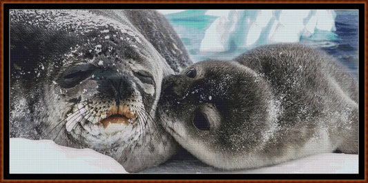 Seal Kisses