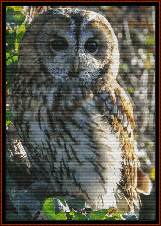 Tawny Owl