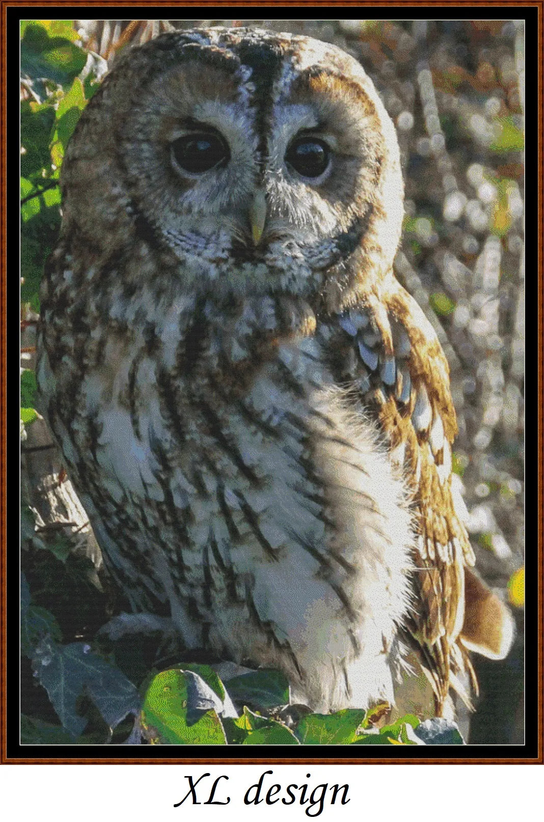 Tawny Owl