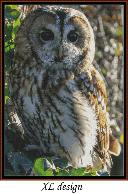 Tawny Owl