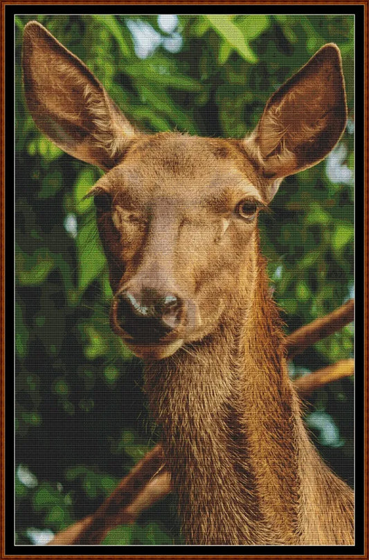 Red Deer Doe