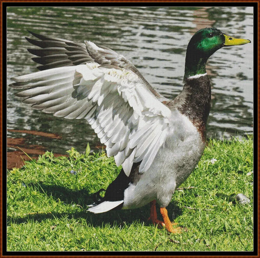 Mallard Duck - Male