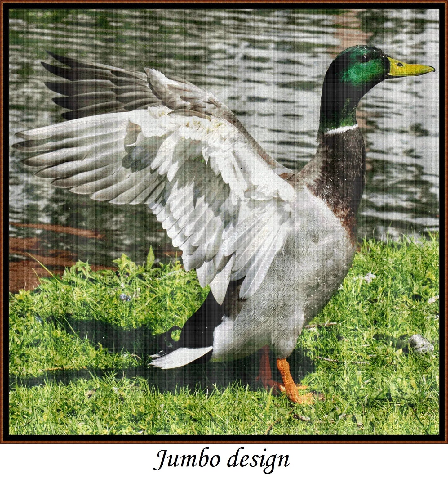 Mallard Duck - Male