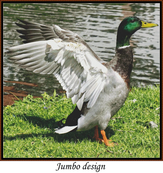 Mallard Duck - Male