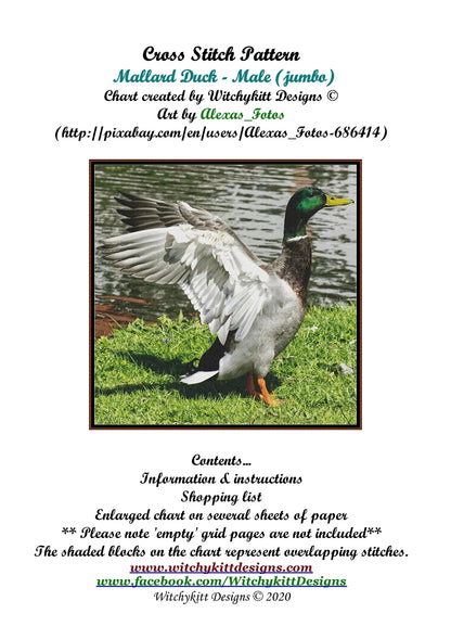 Mallard Duck - Male