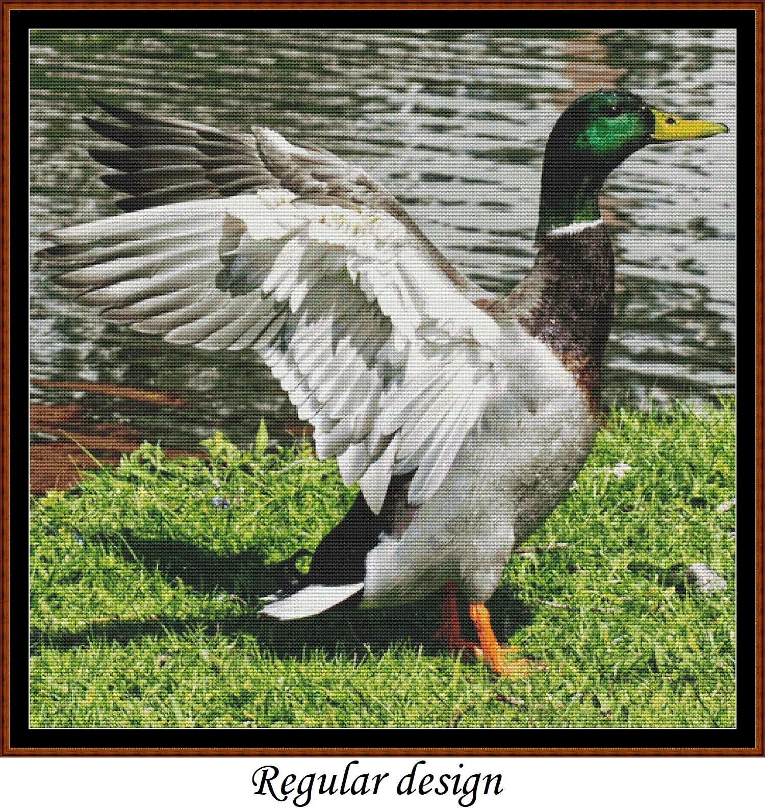 Mallard Duck - Male