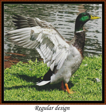 Mallard Duck - Male