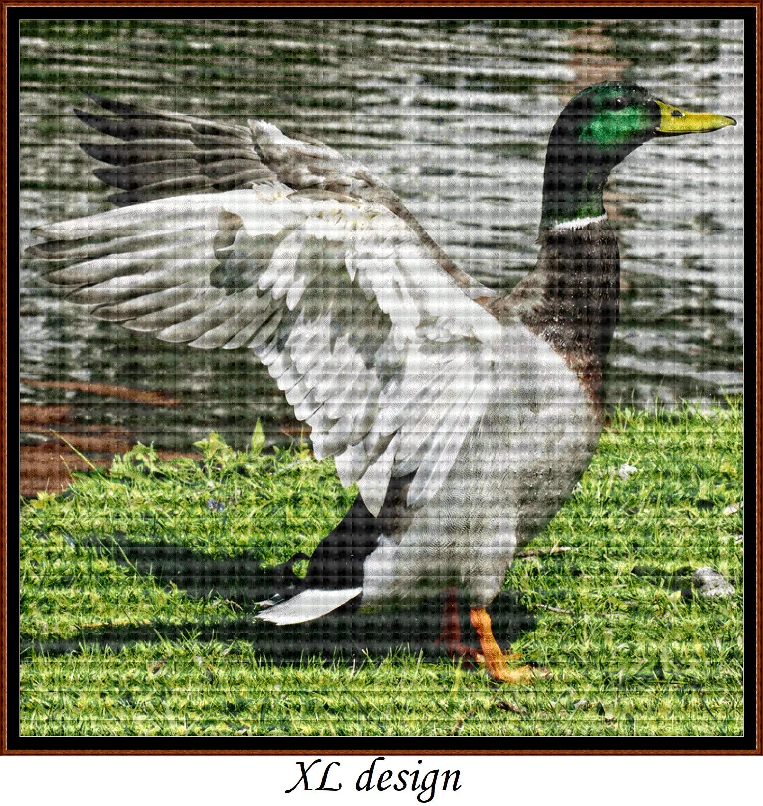 Mallard Duck - Male