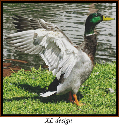 Mallard Duck - Male