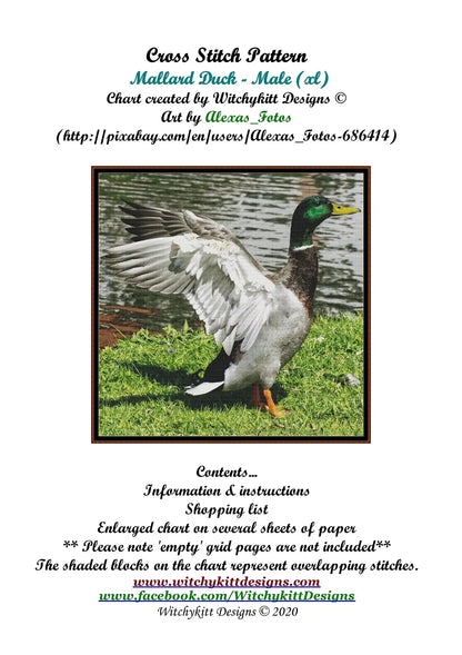 Mallard Duck - Male