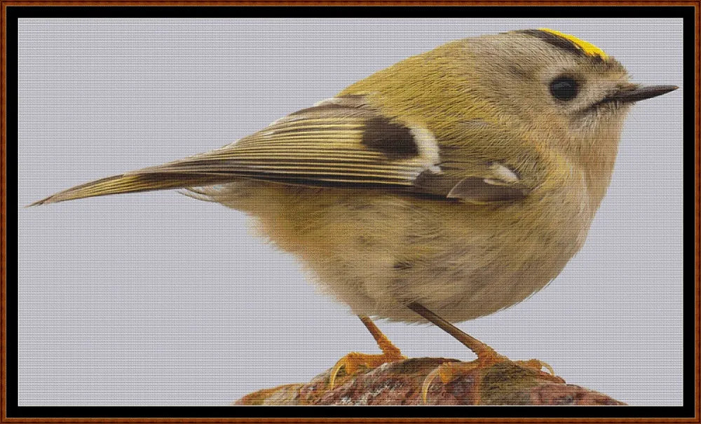 European Birds - Goldcrest