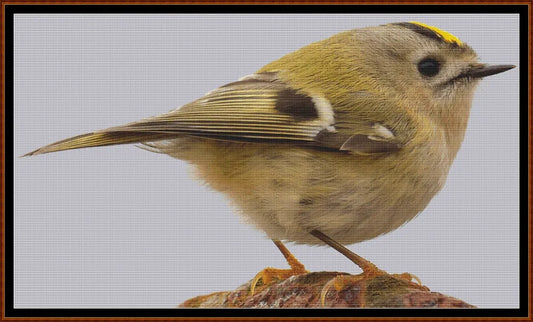 European Birds - Goldcrest