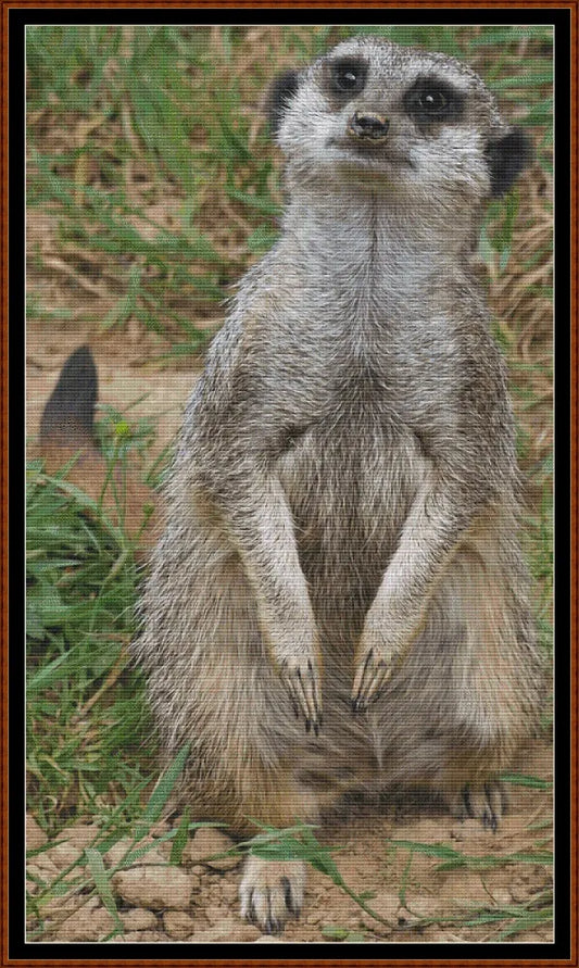 Meerkat